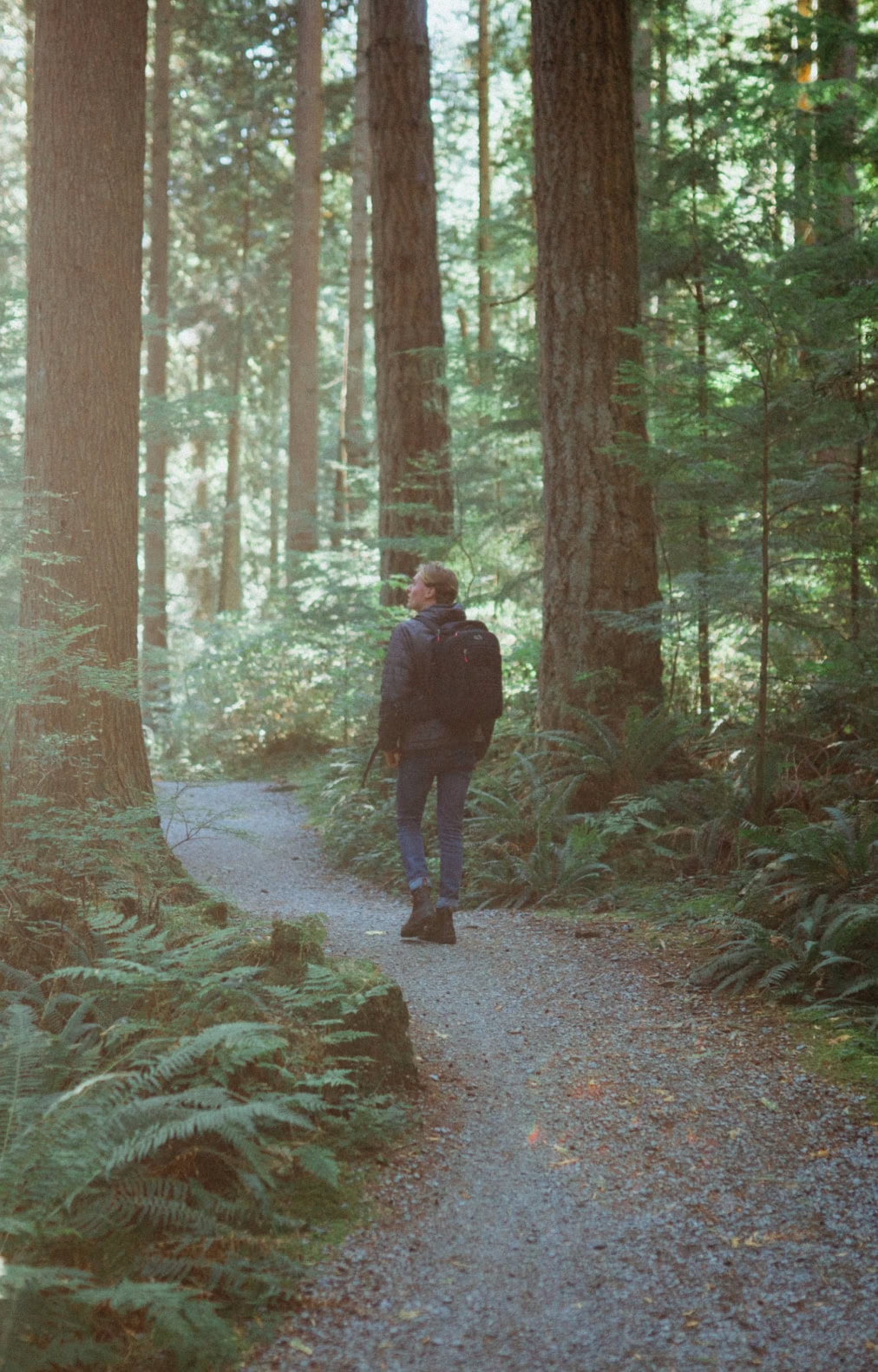 Walking cedar trails